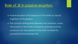 Role of JE in passive eruption:
 Passive eruption is the exposure of the teeth by apical
migration of the gingiva.
 This concept distinguishes between the anatomic crown
(the portion of the tooth covered by enamel) and the
anatomic root (the portion of the tooth covered by
cementum) and between the
 
