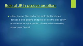 Role of JE in passive eruption:
 clinical crown (the part of the tooth that has been
denuded of its gingiva and projects into the oral cavity)
and clinical root (the portion of the tooth covered by
periodontal tissues).
 