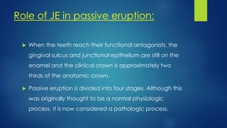 Role of JE in passive eruption:
 When the teeth reach their functional antagonists, the
gingival sulcus and junctional epithelium are still on the
enamel and the clinical crown is approximately two
thirds of the anatomic crown.
 Passive eruption is divided into four stages. Although this
was originally thought to be a normal physiologic
process, it is now considered a pathologic process.
 