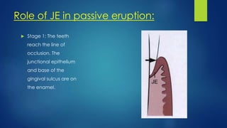 Role of JE in passive eruption:
 Stage 1: The teeth
reach the line of
occlusion. The
junctional epithelium
and base of the
gingival sulcus are on
the enamel.
 