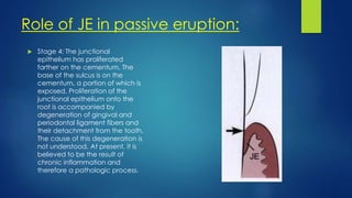 Role of JE in passive eruption:
 Stage 4: The junctional
epithelium has proliferated
farther on the cementum. The
base of the sulcus is on the
cementum, a portion of which is
exposed. Proliferation of the
junctional epithelium onto the
root is accompanied by
degeneration of gingival and
periodontal ligament fibers and
their detachment from the tooth.
The cause of this degeneration is
not understood. At present, it is
believed to be the result of
chronic inflammation and
therefore a pathologic process.
 