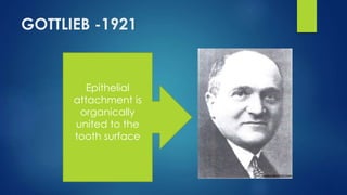 GOTTLIEB -1921
Epithelial
attachment is
organically
united to the
tooth surface
 