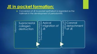 JE in pocket formation:
 Conversion of JE to pocket epithelium is regarded as the
hallmark in the development of periodontitis
Inflammation
Supracrestal
collagen
destruction
Lossofcontactinhibition,
OverexpressionofEGF
Apical
migration of
JE
Inflammatorycell
infiltration
Coronal
detachment
of JE
 