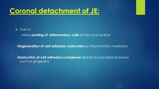 Coronal detachment of JE:
 Due to
- More pooling of inflammatory cells at the coronal end
-Degeneration of cell adhesion molecules by inflammatory mediators
-Destruction of cell adhesion complexes directly by bacterial enzymes
such as gingipains
 