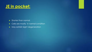 JE in pocket:
 Shorter than normal
 Cells are mostly in normal condition
 May exhibit slight degeneration
 