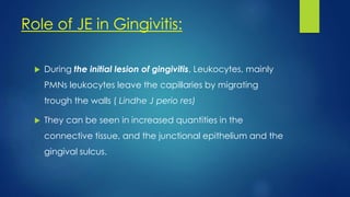 Role of JE in Gingivitis:
 During the initial lesion of gingivitis, Leukocytes, mainly
PMNs leukocytes leave the capillaries by migrating
trough the walls ( Lindhe J perio res)
 They can be seen in increased quantities in the
connective tissue, and the junctional epithelium and the
gingival sulcus.
 