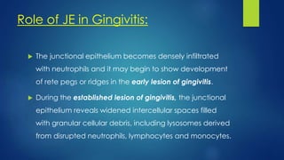 Role of JE in Gingivitis:
 The junctional epithelium becomes densely infiltrated
with neutrophils and it may begin to show development
of rete pegs or ridges in the early lesion of gingivitis.
 During the established lesion of gingivitis, the junctional
epithelium reveals widened intercellular spaces filled
with granular cellular debris, including lysosomes derived
from disrupted neutrophils, lymphocytes and monocytes.
 