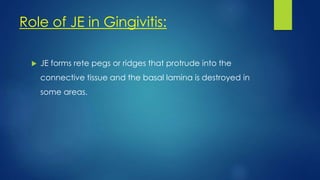 Role of JE in Gingivitis:
 JE forms rete pegs or ridges that protrude into the
connective tissue and the basal lamina is destroyed in
some areas.
 