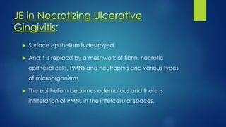 JE in Necrotizing Ulcerative
Gingivitis:
 Surface epithelium is destroyed
 And it is replacd by a meshwork of fibrin, necrotic
epithelial cells, PMNs and neutrophils and various types
of microorganisms
 The epithelium becomes edematous and there is
infilteration of PMNs in the intercellular spaces.
 