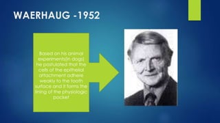 WAERHAUG -1952
Based on his animal
experiments(in dogs)
he postulated that the
cells of the epithelial
attachment adhere
weakly to the tooth
surface and it forms the
lining of the physiologic
pocket
 
