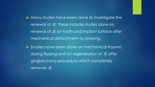  Many studies have been done to investigate the
renewal of JE. These include studies done on
renewal of JE on tooth and implant surface after
mechanical detachment by probing.
 Studies have been done on mechanical trauma
during flossing and on regeneration of JE after
gingivectomy procedure which completely
removes JE.
 