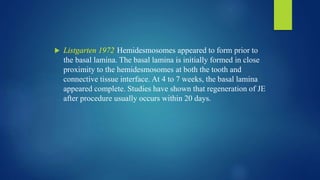  Listgarten 1972:Hemidesmosomes appeared to form prior to
the basal lamina. The basal lamina is initially formed in close
proximity to the hemidesmosomes at both the tooth and
connective tissue interface. At 4 to 7 weeks, the basal lamina
appeared complete. Studies have shown that regeneration of JE
after procedure usually occurs within 20 days.
 