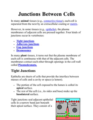Junctions Between Cells
In many animal tissues (e.g., connective tissue), each cell is
separated from the next by an extracellular coating or matrix.
However, in some tissues (e.g., epithelia), the plasma
membranes of adjacent cells are pressed together. Four kinds of
junctions occur in vertebrates:
 Tight junctions
 Adherens junctions
 Gap junctions
 Desmosomes
In many plant tissues, it turns out that the plasma membrane of
each cell is continuous with that of the adjacent cells. The
membranes contact each other through openings in the cell wall
called Plasmodesmata.
Tight Junctions
Epithelia are sheets of cells that provide the interface between
masses of cells and a cavity or space (a lumen).
 The portion of the cell exposed to the lumen is called its
apical surface.
 The rest of the cell (i.e., its sides and base) make up the
basolateral surface.
Tight junctions seal adjacent epithelial
cells in a narrow band just beneath
their apical surface. They consist of a
 