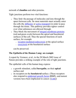 network of claudins and other proteins.
Tight junctions perform two vital functions:
 They limit the passage of molecules and ions through the
space between cells. So most materials must actually enter
the cells (by diffusion or active transport) in order to pass
through the tissue. This pathway provides tighter control
over what substances are allowed through.
 They block the movement of integral membrane proteins
(red and green ovals) between the apical and basolateral
surfaces of the cell. Thus the special functions of each
surface, for example
o receptor-mediated endocytosis at the apical surface
o exocytosis at the basolateral surface
can be preserved.
The Epithelia of the Human Lung: an example
A report by Vermeer, et al., in the 20 March 2003 issue of
Nature provides a striking example of the role of tight junctions.
The epithelial cells of the human lung express
 a growth stimulant, called heregulin, on their apical
surface and
 its receptors on the basolateral surface. (These receptors
also respond to epidermal growth factor (EGF), and mutant
versions have been implicated in cancer. [Link])
 