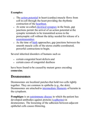 Examples:
 The action potential in heart (cardiac) muscle flows from
cell to cell through the heart providing the rhythmic
contraction of the heartbeat.
 At some so-called electrical synapses in the brain, gap
junctions permit the arrival of an action potential at the
synaptic terminals to be transmitted across to the
postsynaptic cell without the delay needed for release of a
neurotransmitter.
 As the time of birth approaches, gap junctions between the
smooth muscle cells of the uterus enable coordinated,
powerful contractions to begin.
Several inherited disorders of humans such as
 certain congenital heart defects and
 certain cases of congenital deafness
have been found to be caused by mutant genes encoding
connexins.
Desmosomes
Desmosomes are localized patches that hold two cells tightly
together. They are common in epithelia (e.g., the skin).
Desmosomes are attached to intermediate filaments of keratin in
the cytoplasm.
Pemphigus is an autoimmune disease in which the patient has
developed antibodies against proteins (cadherins) in
desmosomes. The loosening of the adhesion between adjacent
epithelial cells causes blistering.
 
