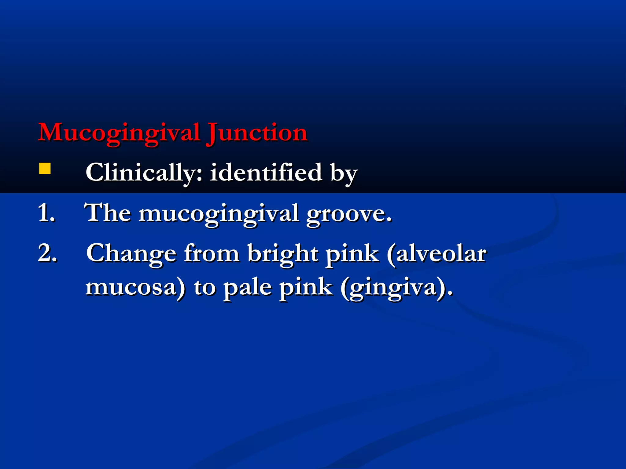 Mucogingival JunctionMucogingival Junction
 Clinically: identified byClinically: identified by
1. The mucogingival groove.1. The mucogingival groove.
2. Change from bright pink (alveolar2. Change from bright pink (alveolar
mucosa) to pale pink (gingiva).mucosa) to pale pink (gingiva).
 