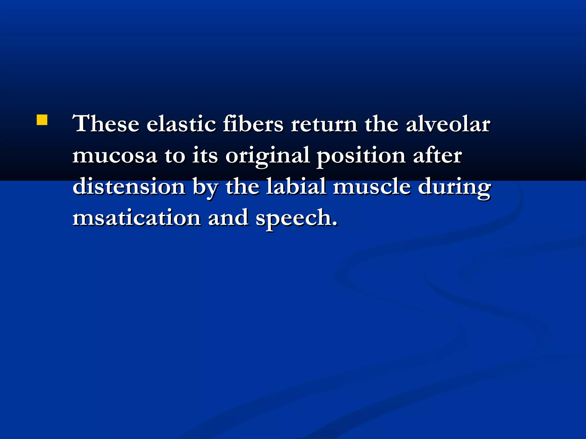  These elastic fibers return the alveolarThese elastic fibers return the alveolar
mucosa to its original position aftermucosa to its original position after
distension by the labial muscle duringdistension by the labial muscle during
msatication and speech.msatication and speech.
 