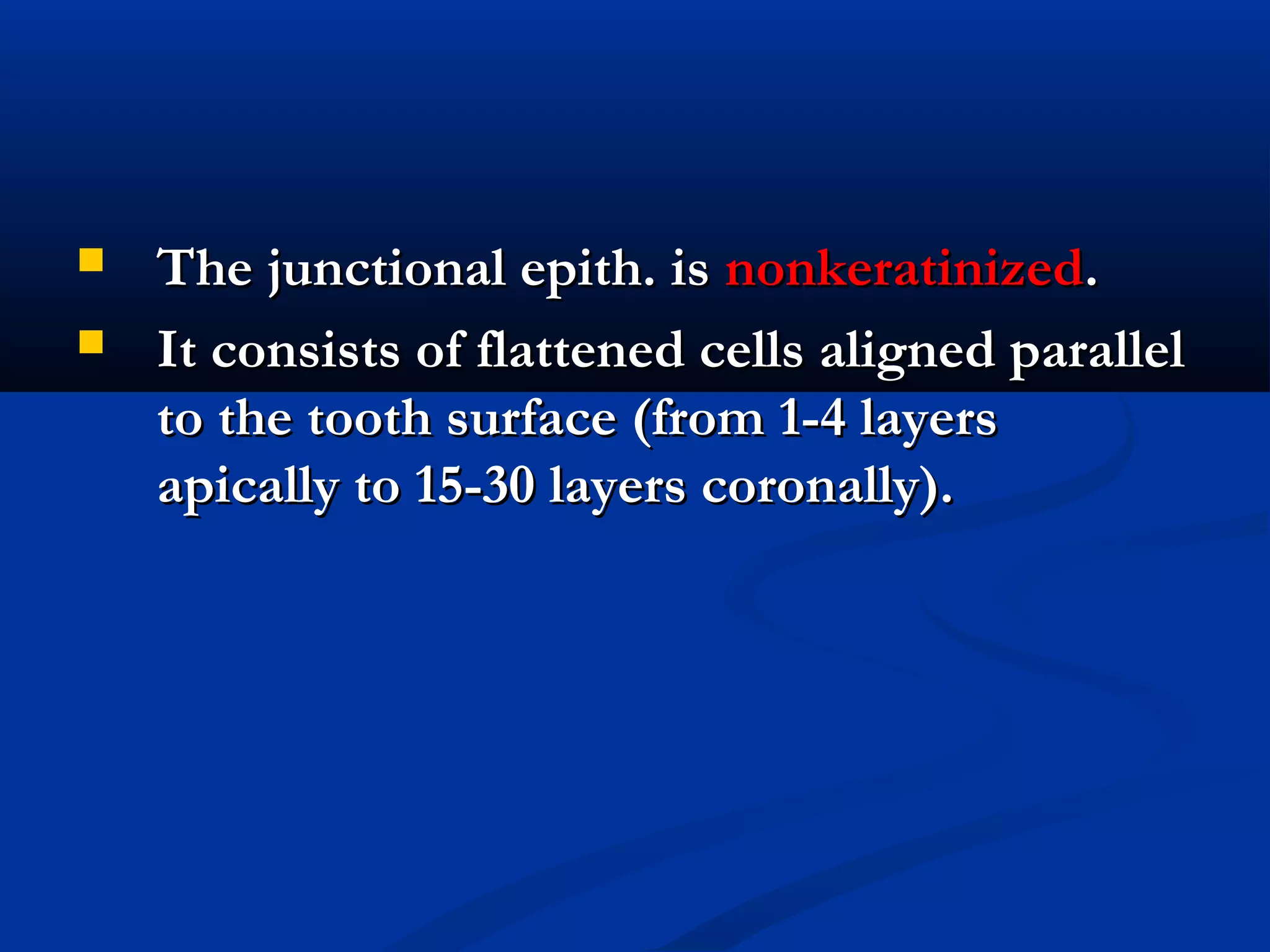  The junctional epith. isThe junctional epith. is nonkeratinizednonkeratinized..
 It consists of flattened cells aligned parallelIt consists of flattened cells aligned parallel
to the tooth surface (from 1-4 layersto the tooth surface (from 1-4 layers
apically to 15-30 layers coronally).apically to 15-30 layers coronally).
 