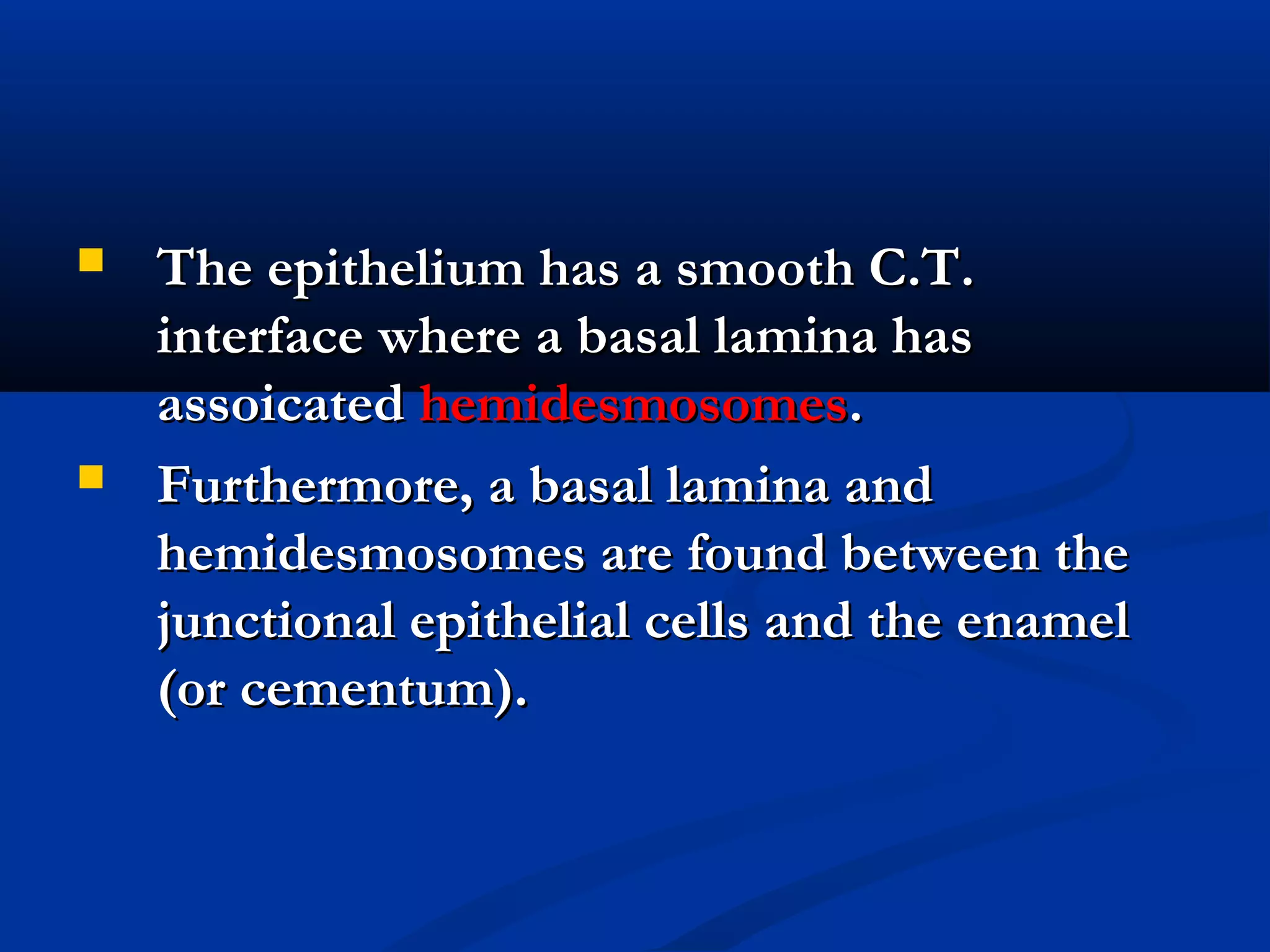  The epithelium has a smooth C.T.The epithelium has a smooth C.T.
interface where a basal lamina hasinterface where a basal lamina has
assoicatedassoicated hemidesmosomeshemidesmosomes..
 Furthermore, a basal lamina andFurthermore, a basal lamina and
hemidesmosomes are found between thehemidesmosomes are found between the
junctional epithelial cells and the enameljunctional epithelial cells and the enamel
(or cementum).(or cementum).
 