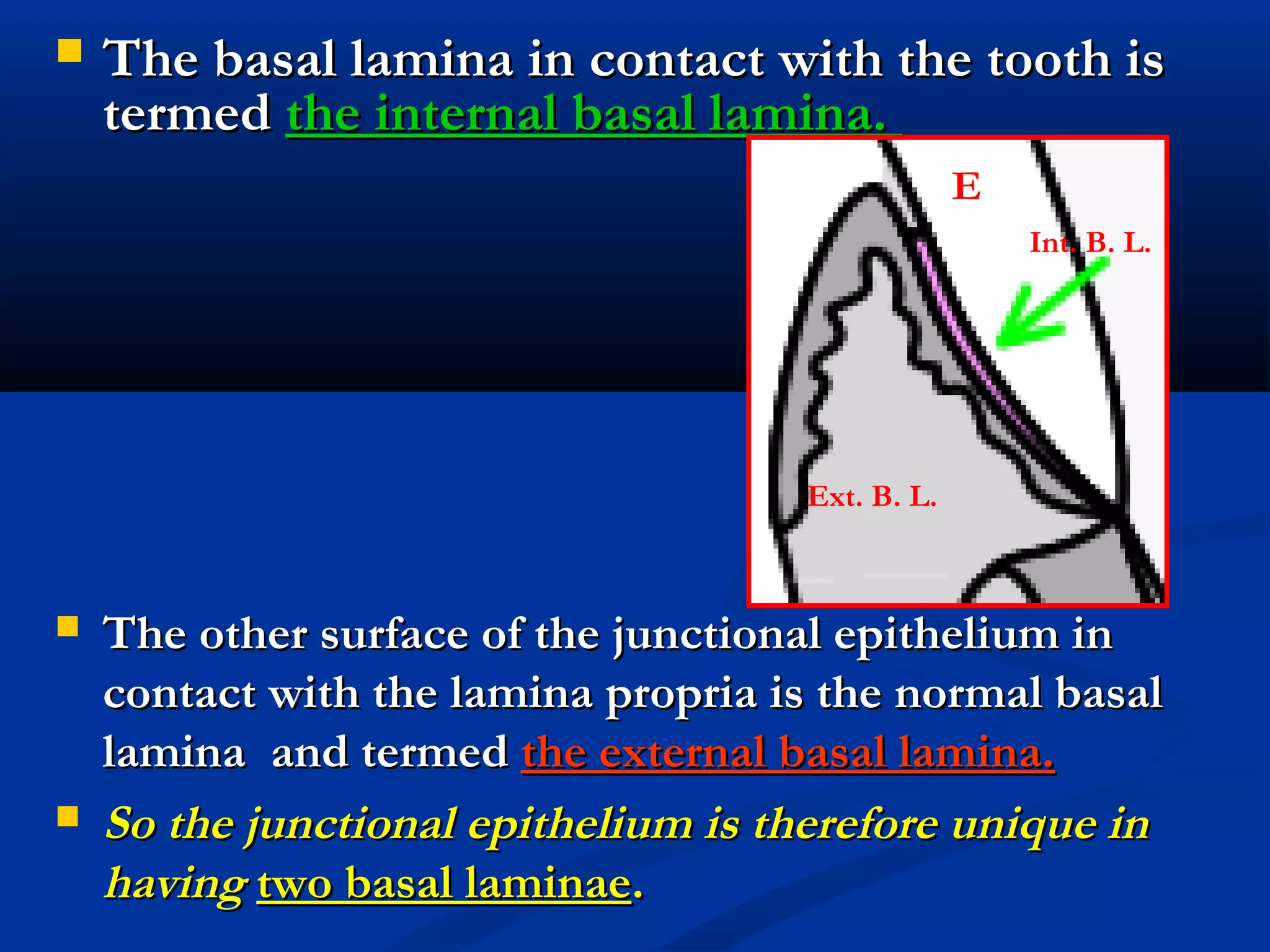  The basal lamina in contact with the tooth isThe basal lamina in contact with the tooth is
termedtermed the internal basal lamina.the internal basal lamina.
 The other surface of the junctional epithelium inThe other surface of the junctional epithelium in
contact with the lamina propria is the normal basalcontact with the lamina propria is the normal basal
laminalamina and termedand termed the external basal lamina.the external basal lamina.
 So the junctional epithelium is therefore unique inSo the junctional epithelium is therefore unique in
havinghaving two basal laminaetwo basal laminae..
Int. B. L.
Ext. B. L.
E
 