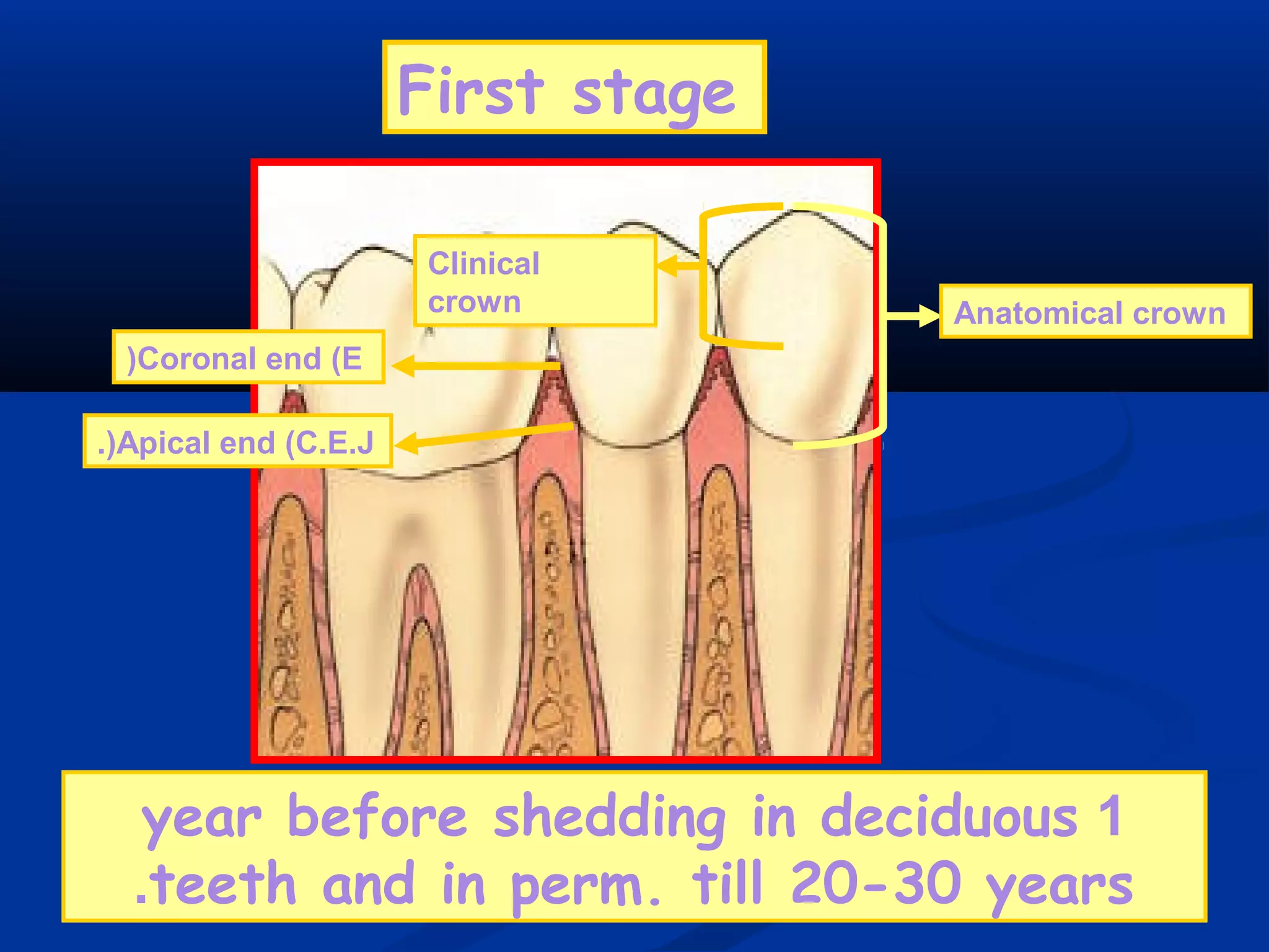 Anatomical crown
Clinical
crown
Coronal end (E(
Apical end (C.E.J.(
1year before shedding in deciduous
teeth and in perm. till 20-30 years.
First stage
 