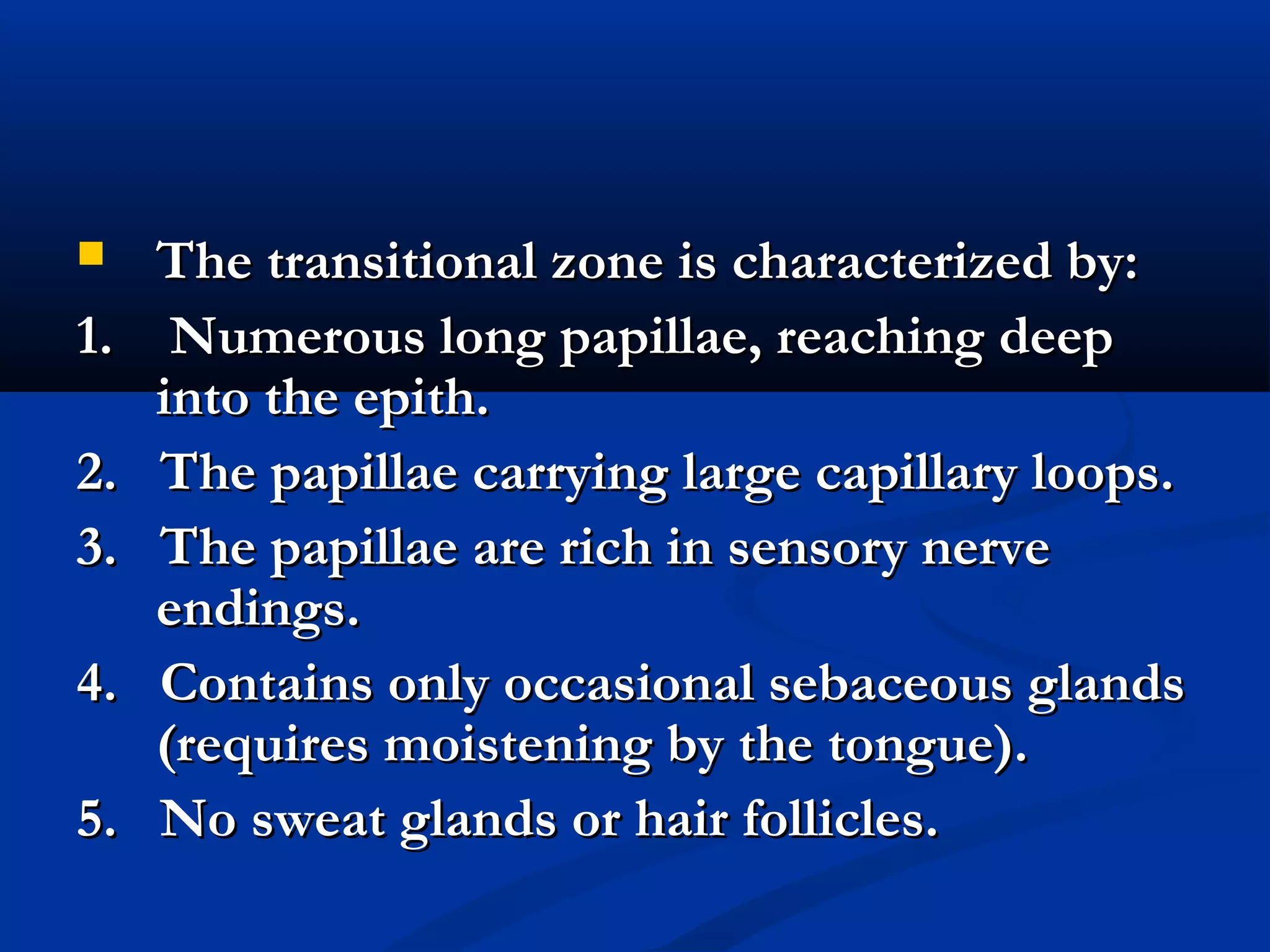  The transitional zone is characterized by:The transitional zone is characterized by:
1. Numerous long papillae, reaching deep1. Numerous long papillae, reaching deep
into the epith.into the epith.
2. The papillae carrying large capillary loops.2. The papillae carrying large capillary loops.
3. The papillae are rich in sensory nerve3. The papillae are rich in sensory nerve
endings.endings.
4. Contains only occasional sebaceous glands4. Contains only occasional sebaceous glands
(requires moistening by the tongue).(requires moistening by the tongue).
5. No sweat glands or hair follicles.5. No sweat glands or hair follicles.
 