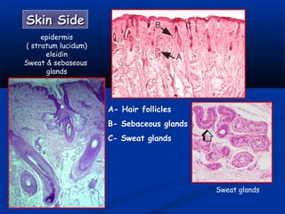 Skin SideSkin Side
epidermis
( stratum lucidum)
eleidin
Sweat & sebaseous
glands
Sweat glands
A- Hair follicles
B- Sebaceous glands
C- Sweat glands
 