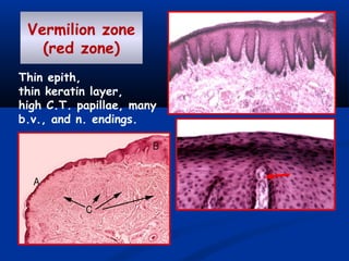Vermilion zone
(red zone)
Thin epith,
thin keratin layer,
high C.T. papillae, many
b.v., and n. endings.
 
