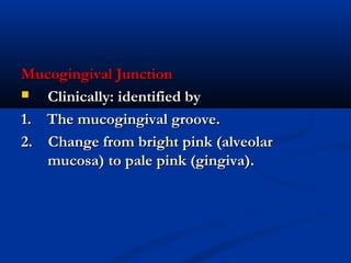 Mucogingival JunctionMucogingival Junction
 Clinically: identified byClinically: identified by
1. The mucogingival groove.1. The mucogingival groove.
2. Change from bright pink (alveolar2. Change from bright pink (alveolar
mucosa) to pale pink (gingiva).mucosa) to pale pink (gingiva).
 