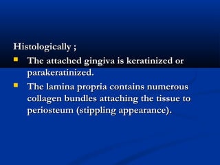 Histologically ;Histologically ;
 The attached gingiva is keratinized orThe attached gingiva is keratinized or
parakeratinized.parakeratinized.
 The lamina propria contains numerousThe lamina propria contains numerous
collagen bundles attaching the tissue tocollagen bundles attaching the tissue to
periosteum (stippling appearance).periosteum (stippling appearance).
 