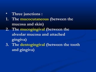 • Three junctions :
1. The mucocutaneous (between the
mucosa and skin)
2. The mucogingival (between the
alveolar mucosa and attached
gingiva)
3. The dentogingival (between the tooth
and gingiva)
 