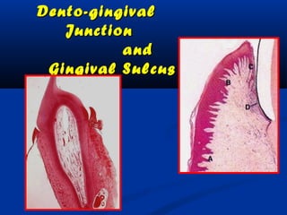 Dento-gingivalDento-gingival
JunctionJunction
andand
Gingival SulcusGingival Sulcus
 