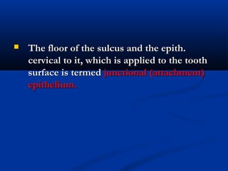  The floor of the sulcus and the epith.The floor of the sulcus and the epith.
cervical to it, which is applied to the toothcervical to it, which is applied to the tooth
surface is termedsurface is termed junctional (attachment)junctional (attachment)
epithelium.epithelium.
 