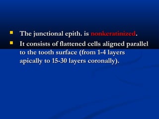  The junctional epith. isThe junctional epith. is nonkeratinizednonkeratinized..
 It consists of flattened cells aligned parallelIt consists of flattened cells aligned parallel
to the tooth surface (from 1-4 layersto the tooth surface (from 1-4 layers
apically to 15-30 layers coronally).apically to 15-30 layers coronally).
 