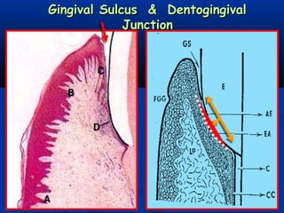 Gingival Sulcus & DentogingivalGingival Sulcus & Dentogingival
JunctionJunction
 