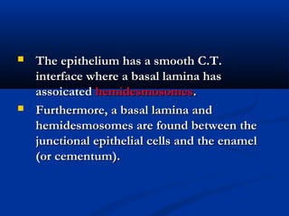  The epithelium has a smooth C.T.The epithelium has a smooth C.T.
interface where a basal lamina hasinterface where a basal lamina has
assoicatedassoicated hemidesmosomeshemidesmosomes..
 Furthermore, a basal lamina andFurthermore, a basal lamina and
hemidesmosomes are found between thehemidesmosomes are found between the
junctional epithelial cells and the enameljunctional epithelial cells and the enamel
(or cementum).(or cementum).
 