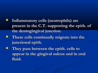  Inflammatory cells (neutrophils) areInflammatory cells (neutrophils) are
present in the C.T. supporting the epith. ofpresent in the C.T. supporting the epith. of
the dentogingival junction.the dentogingival junction.
 These cells continually migrate into theThese cells continually migrate into the
junctional epith.junctional epith.
 They pass between the epith. cells toThey pass between the epith. cells to
appear in the gingival sulcus and in oralappear in the gingival sulcus and in oral
fluid.fluid.
 