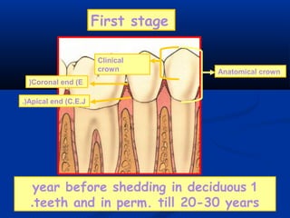 Anatomical crown
Clinical
crown
Coronal end (E(
Apical end (C.E.J.(
1year before shedding in deciduous
teeth and in perm. till 20-30 years.
First stage
 