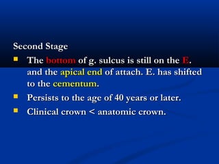 Second StageSecond Stage
 TheThe bottombottom of g. sulcus is still on theof g. sulcus is still on the EE..
and theand the apical endapical end of attach. E. has shiftedof attach. E. has shifted
to theto the cementumcementum..
 Persists to the age of 40 years or later.Persists to the age of 40 years or later.
 Clinical crown < anatomic crown.Clinical crown < anatomic crown.
 