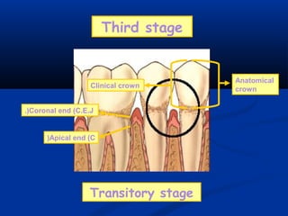 Third stage
Anatomical
crownClinical crown
Coronal end (C.E.J.(
Apical end (C(
Transitory stage
 