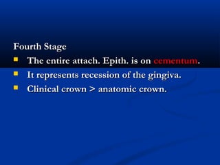 Fourth StageFourth Stage
 The entire attach. Epith. is onThe entire attach. Epith. is on cementumcementum..
 It represents recession of the gingiva.It represents recession of the gingiva.
 Clinical crown > anatomic crown.Clinical crown > anatomic crown.
 
