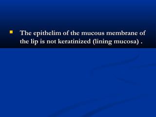  The epithelim of the mucous membrane ofThe epithelim of the mucous membrane of
the lip is not keratinized (lining mucosa) .the lip is not keratinized (lining mucosa) .
 