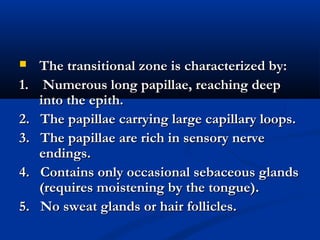  The transitional zone is characterized by:The transitional zone is characterized by:
1. Numerous long papillae, reaching deep1. Numerous long papillae, reaching deep
into the epith.into the epith.
2. The papillae carrying large capillary loops.2. The papillae carrying large capillary loops.
3. The papillae are rich in sensory nerve3. The papillae are rich in sensory nerve
endings.endings.
4. Contains only occasional sebaceous glands4. Contains only occasional sebaceous glands
(requires moistening by the tongue).(requires moistening by the tongue).
5. No sweat glands or hair follicles.5. No sweat glands or hair follicles.
 