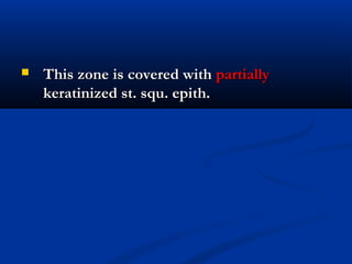  This zone is covered withThis zone is covered with partiallypartially
keratinized st. squ. epith.keratinized st. squ. epith.
 