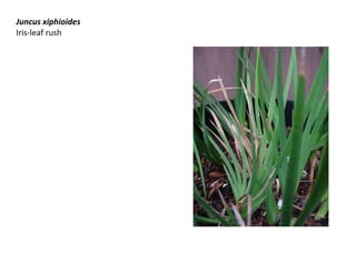 Juncus xiphioides
Iris-leaf rush
 