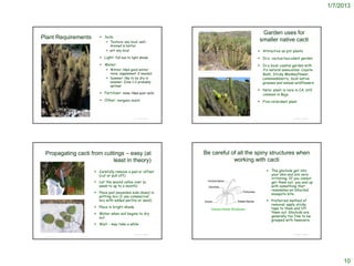 1/7/2013



                                                                                                             Garden uses for
Plant Requirements       Soils:
                             Texture: any local; well-                                                     smaller native cacti
                              drained is better
                             pH: any local                                                                 Attractive as pot plants
                         Light: full sun to light shade                                                    In a cactus/succulent garden
                         Water:                                                                            In a local coastal garden with
                             Winter: likes good winter                                                      it’s natural associates: Coyote
                              rains; supplement if needed                                                    Bush, Sticky Monkeyflower,
                                                                 © 2007 Halleh Paymard



                             Summer: like to be dry in                                                      Lemonadeberry, local native
                              summer: Zone 1-2 probably                                                      grasses and annual wildflowers
                              optimal
                                                                                                            Note: plant is rare in CA, still
                         Fertilizer: none; likes poor soils                                                 common in Baja
                         Other: inorganic mulch                                                            Fire-retardant plant



                                                                 http://cactiguide.com/Bergerocactus.htm
                                               © Project SOUND                                                                   © Project SOUND




 Propagating cacti from cuttings – easy (at                           Be careful of all the spiny structures when
                            least in theory)                                      working with cacti
                      Carefully remove a pad or offset                                                          The glochids get into
                       (cut or pull off)                                                                          your skin and are very
                                                                                                                  irritating. If you cannot
                      Let the wound callus over (a                                                               get them out, you end up
                       week to up to a month)                                                                     with something that
                                                                                                                  resembles an infected
                      Place pad (wounded side down) in                                                           mosquito bite.
                       potting mix (I use commercial
                       mix with added perlite or sand)                                                           Preferred method of
                                                                                                                  removal: apply sticky
                      Place in bright shade                                                                      tape to them and lift
                      Water when soil begins to dry                                                              them out. Glochids are
                       out                                                                                        generally too fine to be
                                                                                                                  grasped with tweezers.
                      Wait – may take a while

                                               © Project SOUND                                                                   © Project SOUND




                                                                                                                                                        10
 