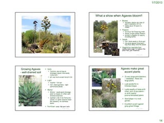 1/7/2013



                                                                                                             What a show when Agaves bloom!!
                                                                                                                                                                                        Blooms:
                                                                                                                                                                                           Variable; almost any time of
                                                                                                                                                                                            year in western L.A. Co.
                                                                                                                                                                                           Takes about 15 years to
                                                                                                                                                                                            flower
                                                                                                                                                                                        Flowers:
                                                                                                                                                                                           On stout tall flowering stalk
                                                                                                                                                                                           Showy, bright yellow flowers
                                                                                                                                                                                           Attract a number of insects,
                                                                                                                                                                                            including moths
                                                                                                                                                                                        Seeds:
                                                                                                                                                                                           Flat, black seeds in thick pod
                                                                                                                                                                                           Can grow agaves from seed –
                                                                                                                                                                                            may have many infertile seeds
                                                                                                                                                                                        Vegetative reproduction:
                                                                                                                                                                                         usually many ‘pups’ to replace the
                                                                                                                                                                                         plant that just flowered.

 http://www.delange.org/AgaveCoastal/AgaveCoastal.htm
                                                                                © Project SOUND                                                                                                              © Project SOUND




 Growing Agaves                                          Soils:                                                                                                                        Agaves make great
                                                             Texture: any as long as
- well-drained soil                                           drainage is good; love sandy,
                                                                                                                                                                                          accent plants
                                                              rocky soils
                                                             pH: any local except low pH (<6)                                                                                             In very large pots/planters
                                                                                                                                                                                            – remember, these are
                                                         Light:                                                                                                                            large plants
                                                             Coastal – full sun
                                                             Hot, inland gardens – light
                                                                                                                                                                                           Look wonderful in
                                                              (afternoon) shade                                                                                                             hillsides/slopes
                                                                                                     http://www.delange.org/AgaveCoastal/AgaveCoastal.htm



                                                         Water:                                                                                                                           Looks equally at home with
                                                             Winter: needs good drainage;                                                                                                  other cacti & succulents –
                                                              plant on slopes, or other well-                                                                                               or with coastal
                                                              drained situations                                                                                                            prairie/shrubland plants
                                                             Summer: Like to be fairly dry
                                                                                                                                                                                           Good player in a rock
                                                              (Zone 1-2; water several times
                                                              per summer); no overhead                                                                                                      garden
                                                              water
                                                                                                                                                                                           Excellent accent against
                                                         Fertilizer: none; like poor soils                                                                                                 gray-green foliage
                                                                                © Project SOUND                                                                                                              © Project SOUND
                                                                                                  http://www.sbbg.org/index.cfm?fuseaction=livingcollections.plantDetail&plant_id=28




                                                                                                                                                                                                                                    14
 