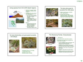 1/7/2013



  Using species from CA & SW desert regions                                                                                                                                             The same advice goes for
                                                                               Contrary to popular belief,                                                                            succulents from other places
                                                                                western L.A. county is not
                                                                                ‘a desert’                                                                                            Know as much as you can about
                                                                               Challenges for using desert                                                                            their requirements
                                                                                cacti/succulents:                                                                                     Be sure that you group
                                                                                   Soil must be well-drained                                                                          compatible plants – just because
                                                                                   Wet years and fog may kill                                                                         they are succulent doesn’t mean
                                                                                    the plants – fungal               http://www.gardeninggonewild.com/?p=3666                         they have the same requirements
                                                                                    diseases
                                                                                   Some species (from
                                                                                    Sonoran Desert – in south)
                                                                                    need a ‘summer monsoon’
                                                                                    period – you’ll have to give
                                                                                    them it
                                                                               Advice:
                                                                                   Learn as much as you can
                                                                                    about the requirements/
                                                                                    habitat of a species
                                                                                    before you purchase it
                                                                                   Be really careful in
http://www.nps.gov/cagr/forkids/the-sonoran-desert.htm
                                                                                    planning your©Water Zones
                                                                                                  Project SOUND
                                                                                                                                                                                              http://sdccs-oasis.blogspot.com/2008/02/bring-your-succulent-cuttings-your-old.html
                                                                                                                                                                                                                                                      © Project SOUND
http://gorp.away.com/gorp/resource/us_nm/top-national-monuments-7.html




   Our local climate allows us to grow special succulents                                                                           The Stonecrop Family: Crassulaceae
   – the Dudleyas
                                                                                                                                                                               ~ 1500 species
                                                                                                                                                                               Most genera exhibit some leaf succulence
                                                                                                                                                                               Many species are used widely as garden and
                                                                                                                                                                                house plants Examples:

                                                                                                                                                                                  The genus Crassula includes the well-known Jade
                                                                                                                   http://www.southampton.bcss.org.uk/images/image145.jpg          Plants and other small sub-shrubs, choice
                                                                                                                                                                                   minatures and mat-forming plants.
                                                                                                                                 Echeverias
                                                                                                                                                                                  Cotyledon includes interesting shrubby species
                                                                                                                                                                                   with succulent stems and leaves. Some species
                                                                                                                                                                                   have showy tubular yellow, orange or red flowers.
                                                                                                                                                                                  Echeverias are often used in rock gardens and
                                                                                                                                                                                   indoor plants.
                                                                                                                                                                                  Kalanchoe includes plants with showy flowers.
                                                                         Dudleyas thrive in our mild,                                                                             Sedums are well known for hardy mat-forming
                                                                                                                                                                                   Stonecrops which provides useful flower color in
                                                                         coastal-influenced                                                                                        the garden in late summer and early autumn.
                                                                         Mediterranean climate
                                                                                                 © Project SOUND                 Kalanchoe                                                                                                            © Project SOUND




                                                                                                                                                                                                                                                                                         16
 