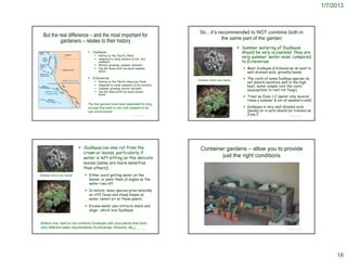 1/7/2013



                                                                                                                    So…it’s recommended to NOT combine both in
        But the real difference – and the most important for
                                                                                                                              the same part of the garden
                 gardeners – relates to their history
                                                                                                                                                                              Summer watering of Dudleyas
                                                                  Dudleyas                                                                                                    should be very occasional: they are
                                                                    Native to the ‘Pacific Plate’
                                                                    Adapted to rainy winters & hot, dry
                                                                                                                                                                               very summer ‘water-wise’ compared
                                                                     summers                                                                                                   to Echeverias
                                                                    Winter-growing; summer dormant
                                                                    Can kill them with too much summer                                                                                  Most Dudleyas & Echeverias do best in
                                                                     water                                                                                                                well-drained soils; gravelly/sandy
                                                                  Echeverias                                                                                                            The roots of some Dudleya species do
                                                                                                                 Dudleya virens ssp hassei
                                                                      Native to the ‘North American Plate’                                                                               not absorb moisture well in the high
                                                                      Adapted to rainy summers & dry winters                                                                             heat; water simply rots the roots
                                                                      Summer growing; winter dormant
                                                                      Can kill them with too much winter
                                                                                                                                                                                          (susceptible to root rot fungi).
                                                                       water
                                                                                                                                                                                         Treat as Zone 1-2 (water only several
                                                                                                                                                                                          times a summer & not at summer’s end)
                                                               The two genera have been separated for long
                                                               enough that each is very well adapted to its                                                                              Dudleyas in very well-drained soils
                                                               own environment                                                                                                            (sandy) or in pots should be treated as
                                                                                               © Project SOUND   http://www.smgrowers.com/products/plants/plantdisplay.as
                                                                                                                                                                                          Zone 2                    © Project SOUND
                                                                                                                 p?plant_id=538




                                                            Dudleyas can also rot from the                          Container gardens – allow you to provide
                                                             crown or leaves, particularly if
                                                             water is left sitting on the delicate                           just the right conditions
                                                             leaves (some are more sensitive
                                                             than others).
  Dudleya virens ssp hassei                                    Either avoid getting water on the
                                                                leaves, or plant them at angles so the
                                                                water runs off.
                                                               In nature, many species grow naturally
                                                                on cliff faces and steep slopes so
                                                                water cannot sit on these plants.

                                                               Excess water also attracts snails and
                                                                slugs – which love Dudleyas
http://www.smgrowers.com/products/plants/plantdisplay.as
p?plant_id=538




    Bottom line: best to not combine Dudleyas with succulents that have
    very different water requirements (Echeverias; Sedums; etc.) SOUND
                                                              © Project
                                                                                                                              http://slosson.ucdavis.edu/documents/2005-200610656.pdf
                                                                                                                                                                                                                    © Project SOUND




                                                                                                                                                                                                                                           18
 