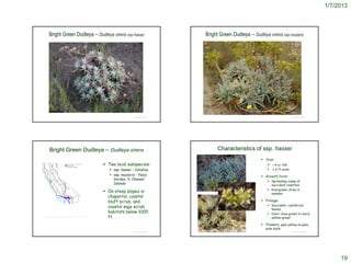 1/7/2013



       Bright Green Dudleya – Dudleya virens ssp hassei                                                              Bright Green Dudleya – Dudleya virens ssp insularis




                                                                                          © Project SOUND                                                                            © Project SOUND




       Bright Green Dudleya – Dudleya virens                                                                                           Characteristics of ssp. hassei
                                                                                                                                                                Size:
                                                                         Two local subspecies:                                                                    < 6 in. tall
                                                                            ssp. hassei – Catalina                                                                   1-2 ft wide
                                                                            ssp. insularis – Palos                                                             Growth form:
                                                                             Verdes, S. Channel
                                                                                                                                                                    Spreading clump of
                                                                             Islands                                                                                 succulent rosettes
                                                                                                                                                                    Evergreen; dries in
                                                                         On steep slopes in                                                                         summer
                                                                          chaparral, coastal
                                                                          bluff scrub, and                                                                      Foliage:
                                                                                                                                                                    Succulent, cylindrical
                                                                          coastal sage scrub
                                                                                                                                                                     leaves
                                                                          habitats below 1000                                                                       Color: blue-green to more
http://ucjeps.berkeley.edu/cgi-bin/get_JM_treatment.pl?Dudleya+virens
                                                                          ft.                                                                                        yellow-green

                                                                                                                                                                Flowers: pale yellow on pale
                                                                                                                                                                  pink stalk
                                                                                          © Project SOUND                                                                            © Project SOUND
                                                                                                            http://commons.wikimedia.org/wiki/Dudleya_virens




                                                                                                                                                                                                            19
 
